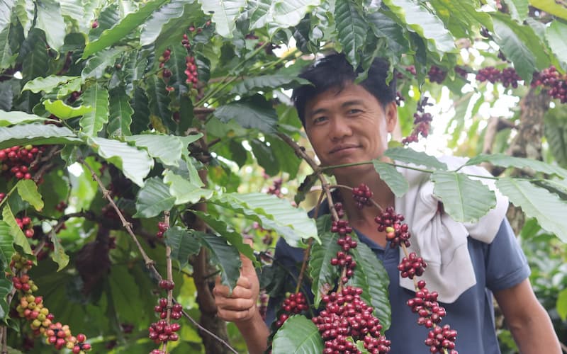 ベトナム　コーヒー農家