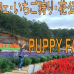 イチゴ狩りや子犬と触れ合えるダラットのPuppy Farmを紹介します。