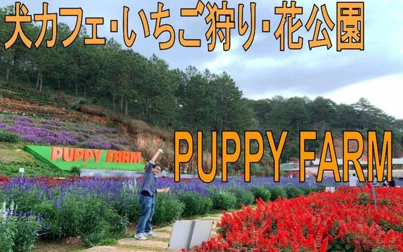 イチゴ狩りや子犬と触れ合えるダラットのPuppy Farmを紹介します。